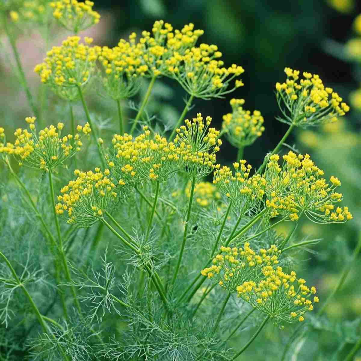 Grow Fennel