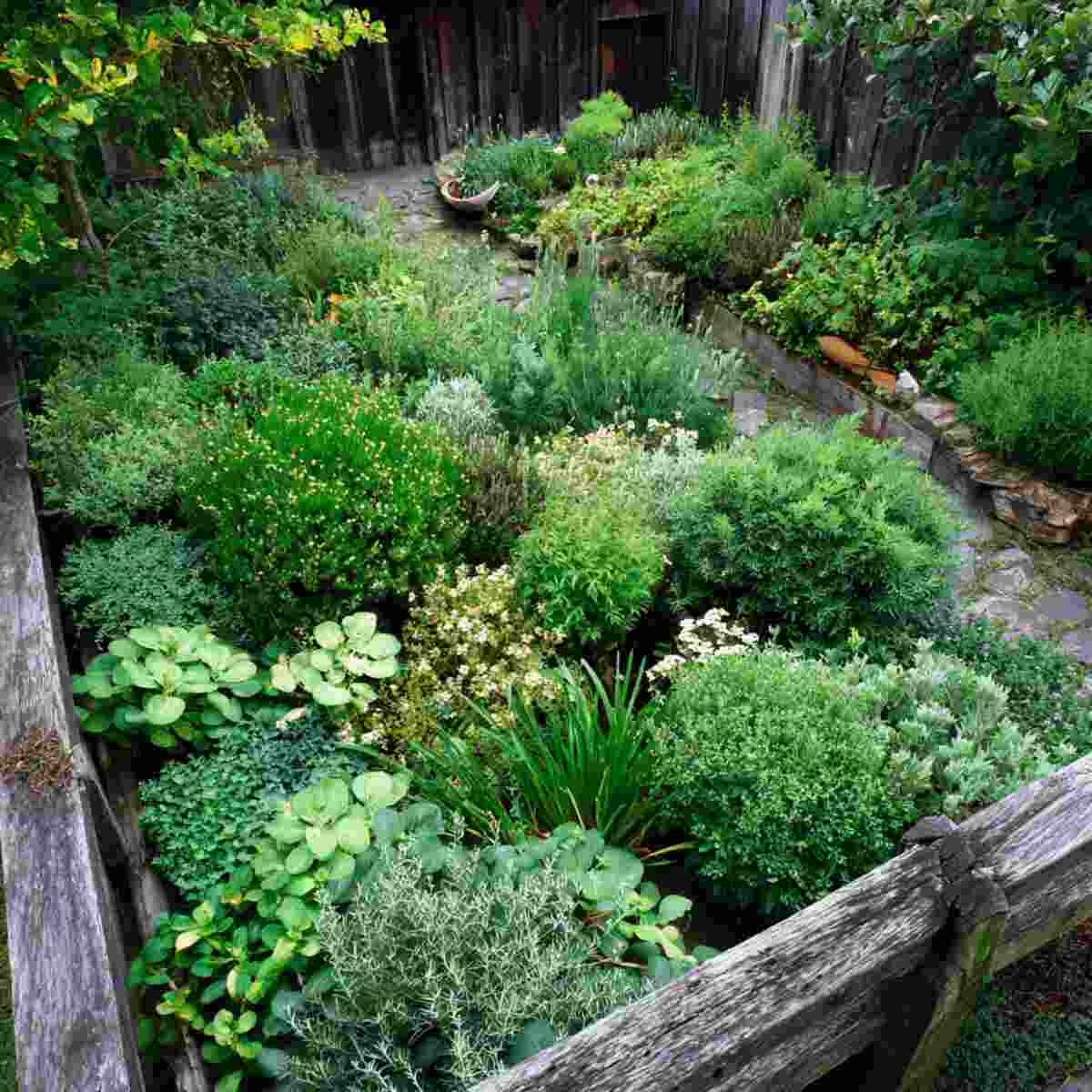 Medicinal Herb Layer