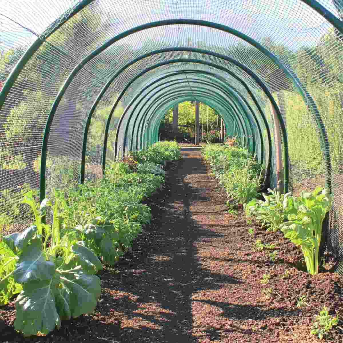 Wire Mesh Tunnel
