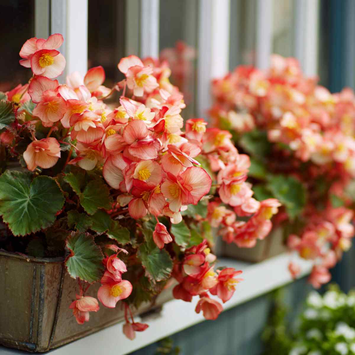 Begonias in Window Boxes
