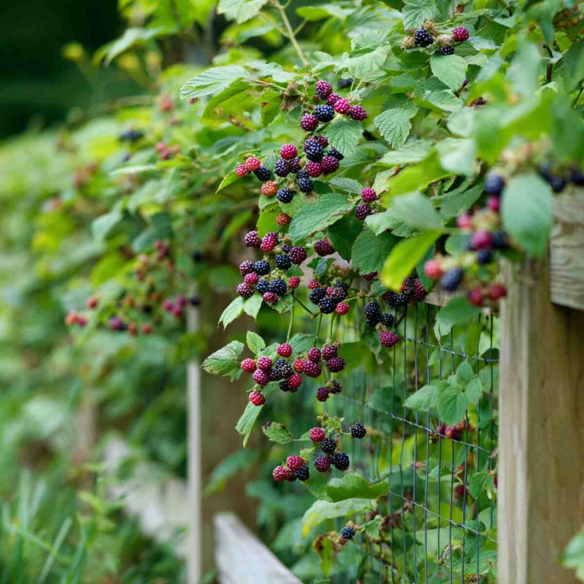 Blackberry Bushes