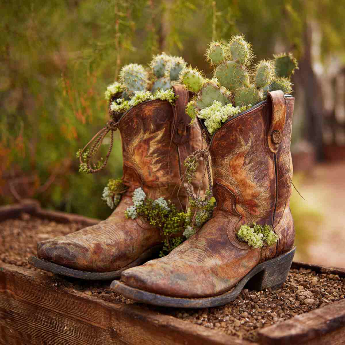 Cactus Arrangement in Cowboy Boots
