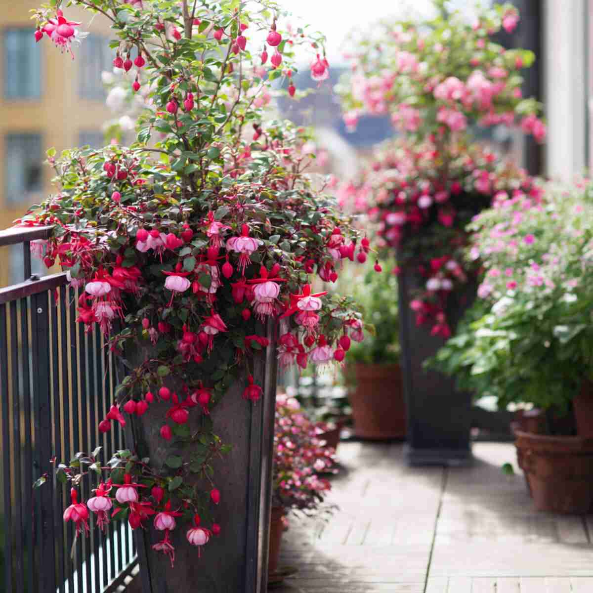 Fuchsias in Tall Planters