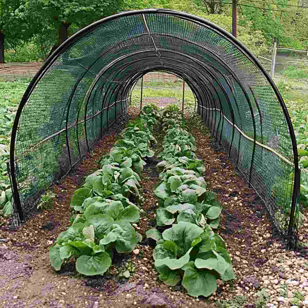 Rebar and Netting Tunnel