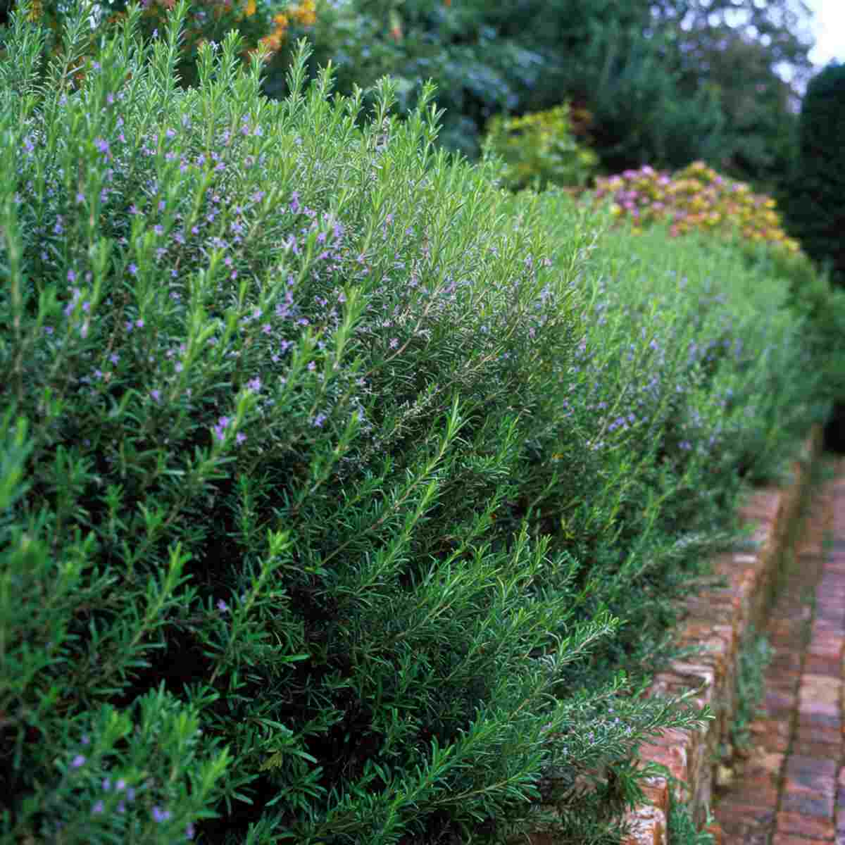 Rosemary Hedge