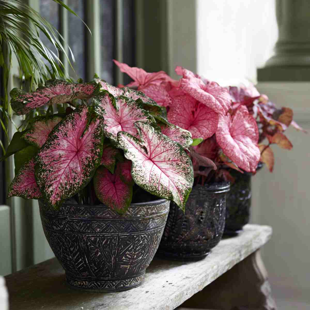 Caladiums in Decorative Bowls