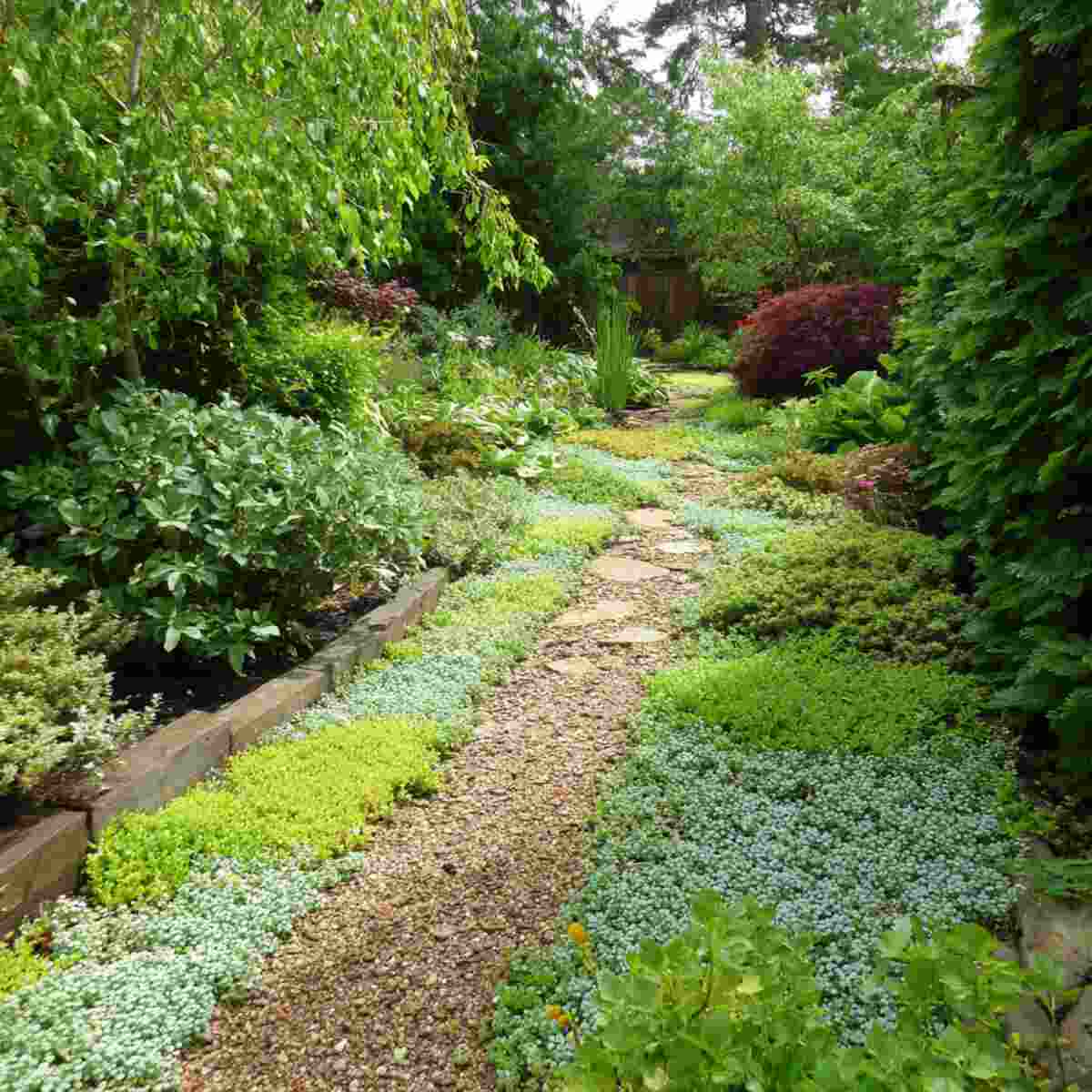 Edible Ground Cover Carpet