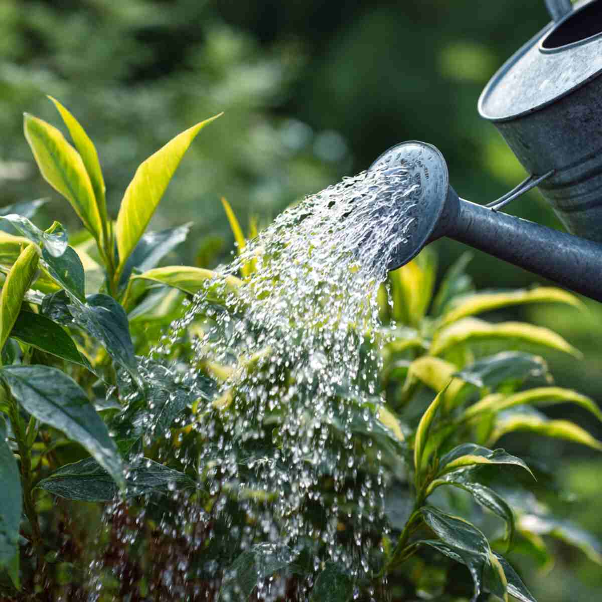 Epsom Salt Solution
