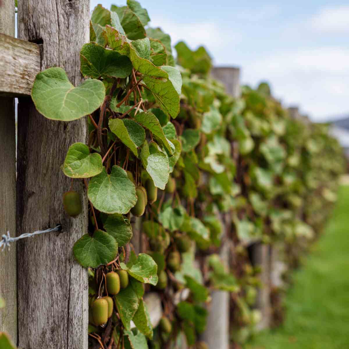 Kiwi Vines