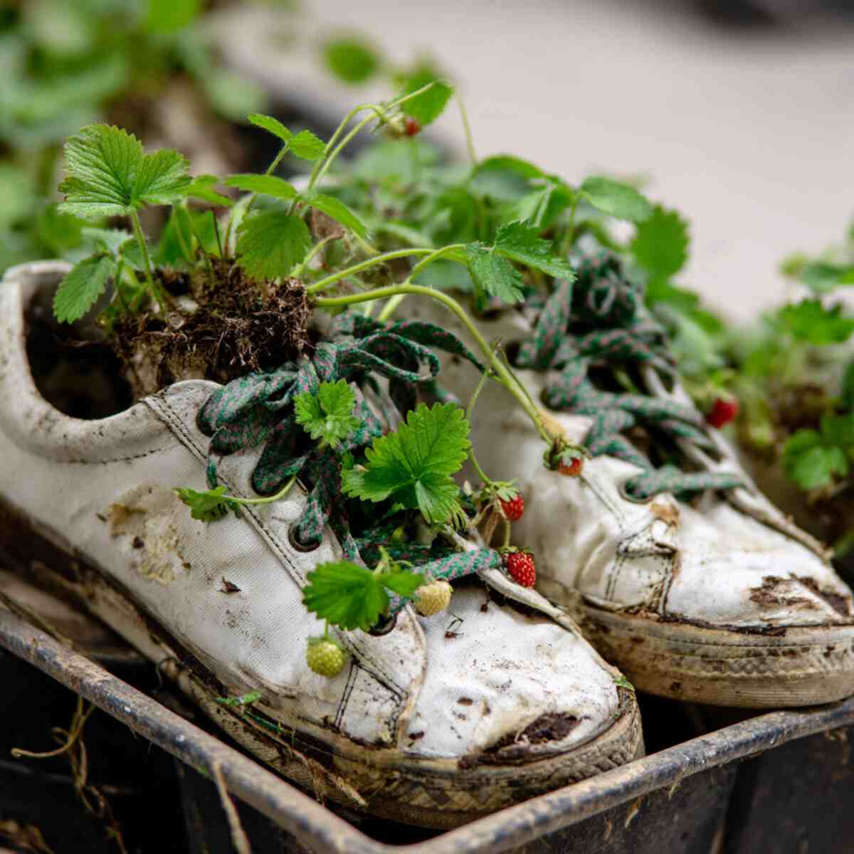 Strawberry Patch in Sneakers