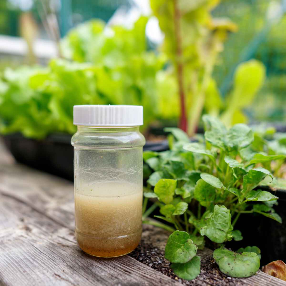 Fish Emulsion
