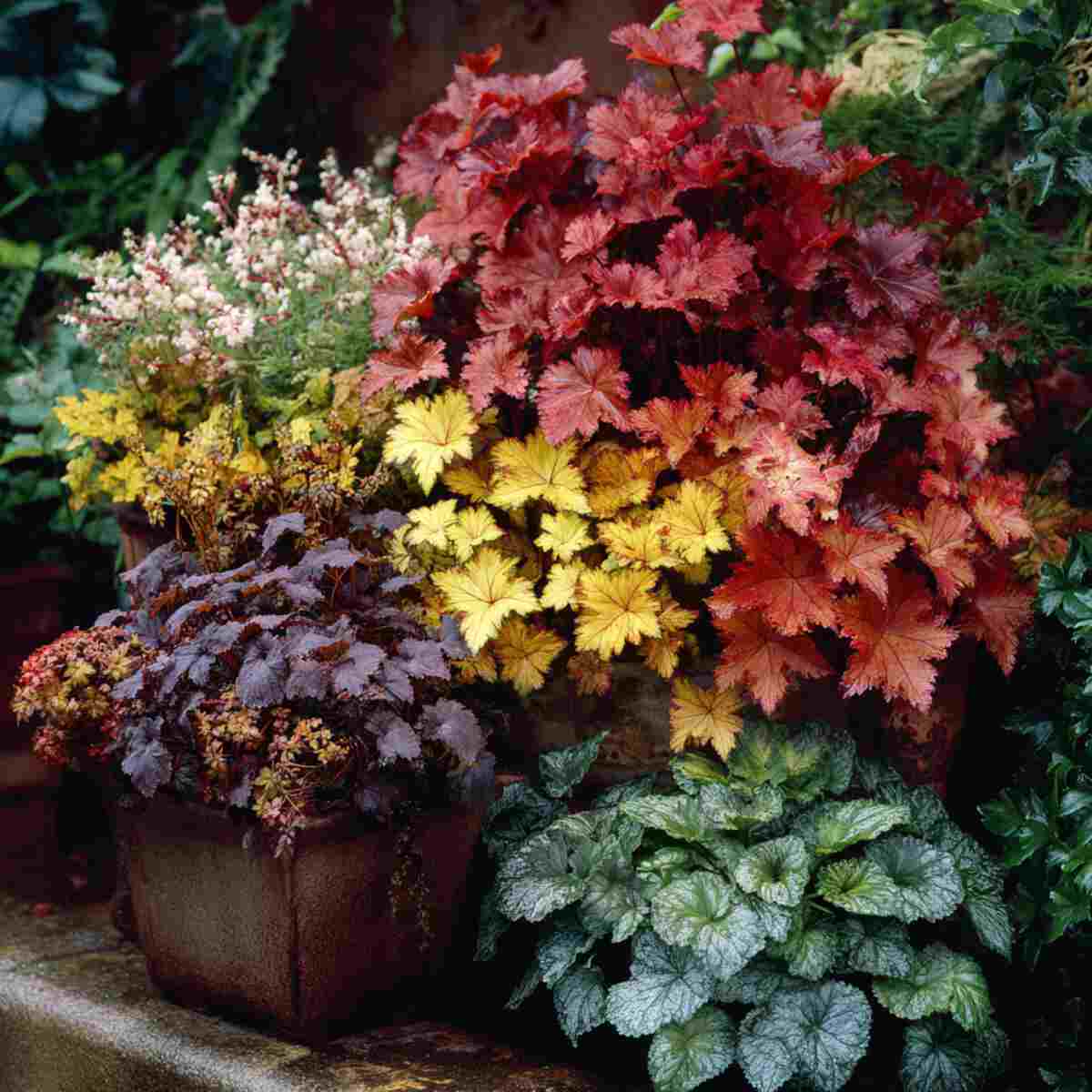 Heucheras in Mixed Container Groups