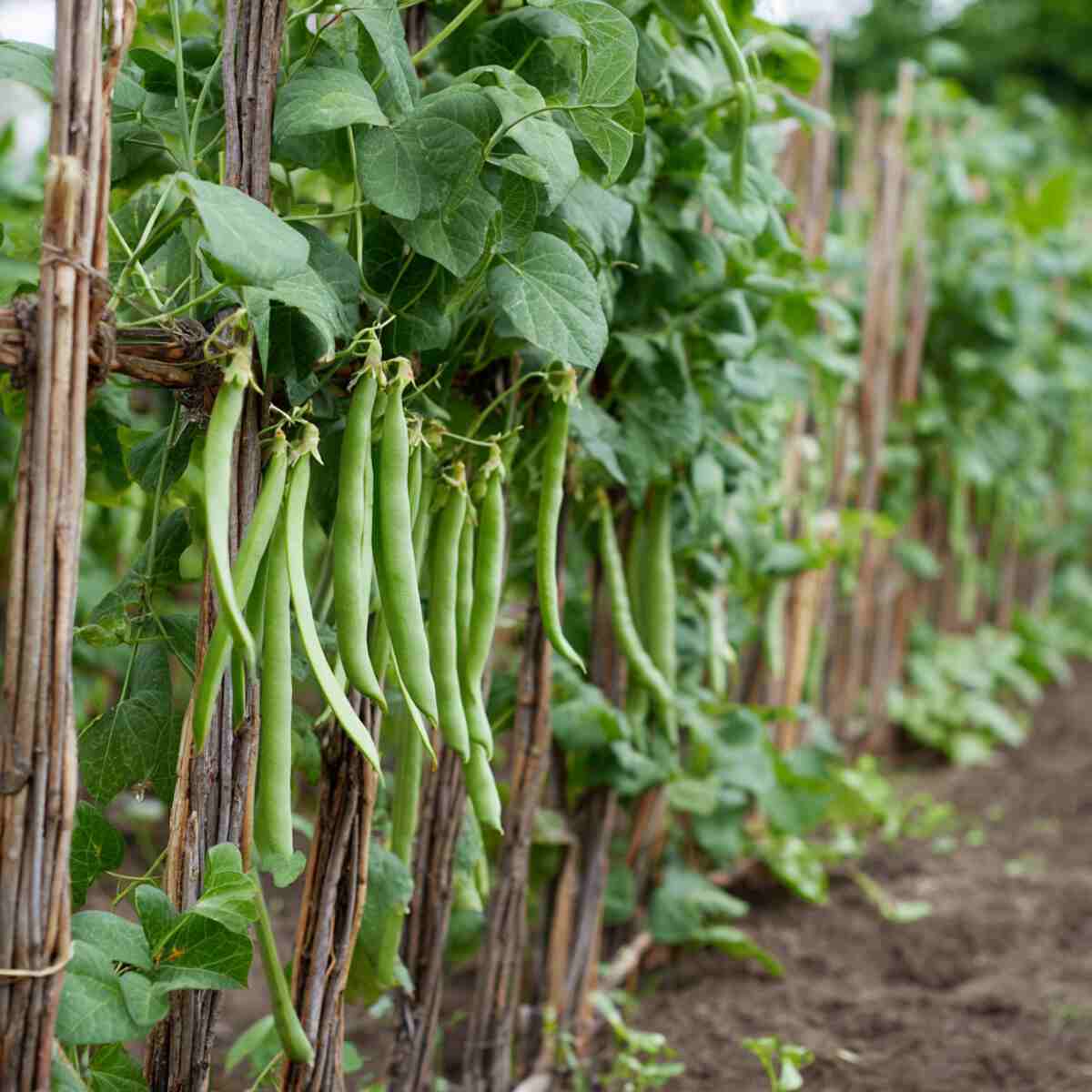 Pole Beans