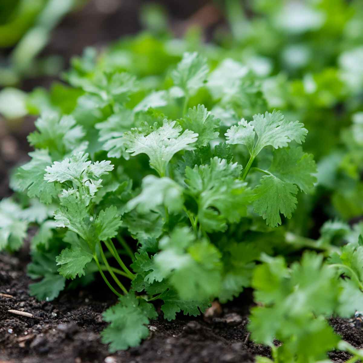 Include Cilantro