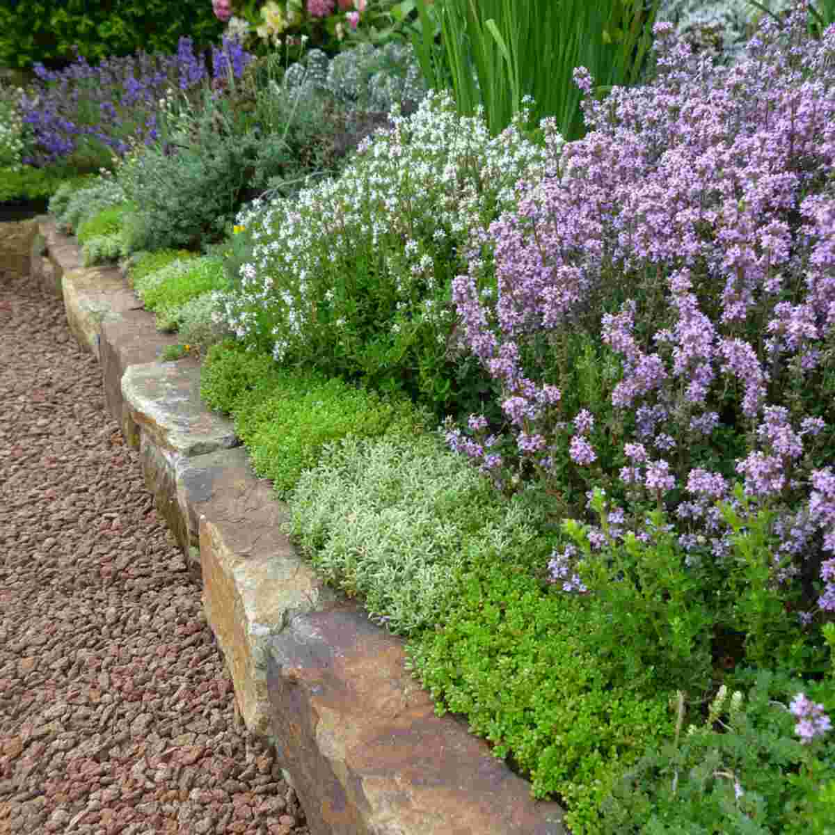 Thyme Edging