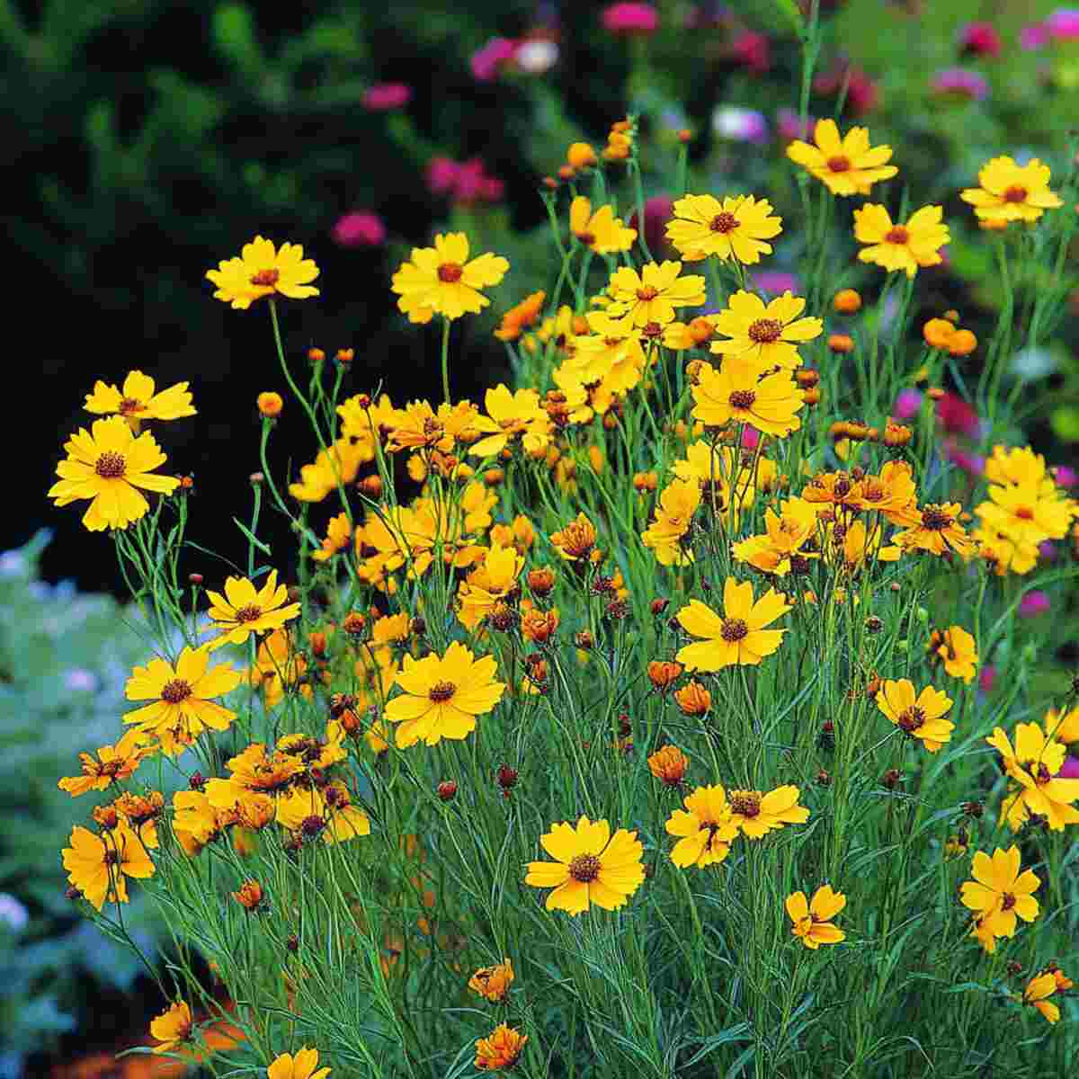 Add Coreopsis