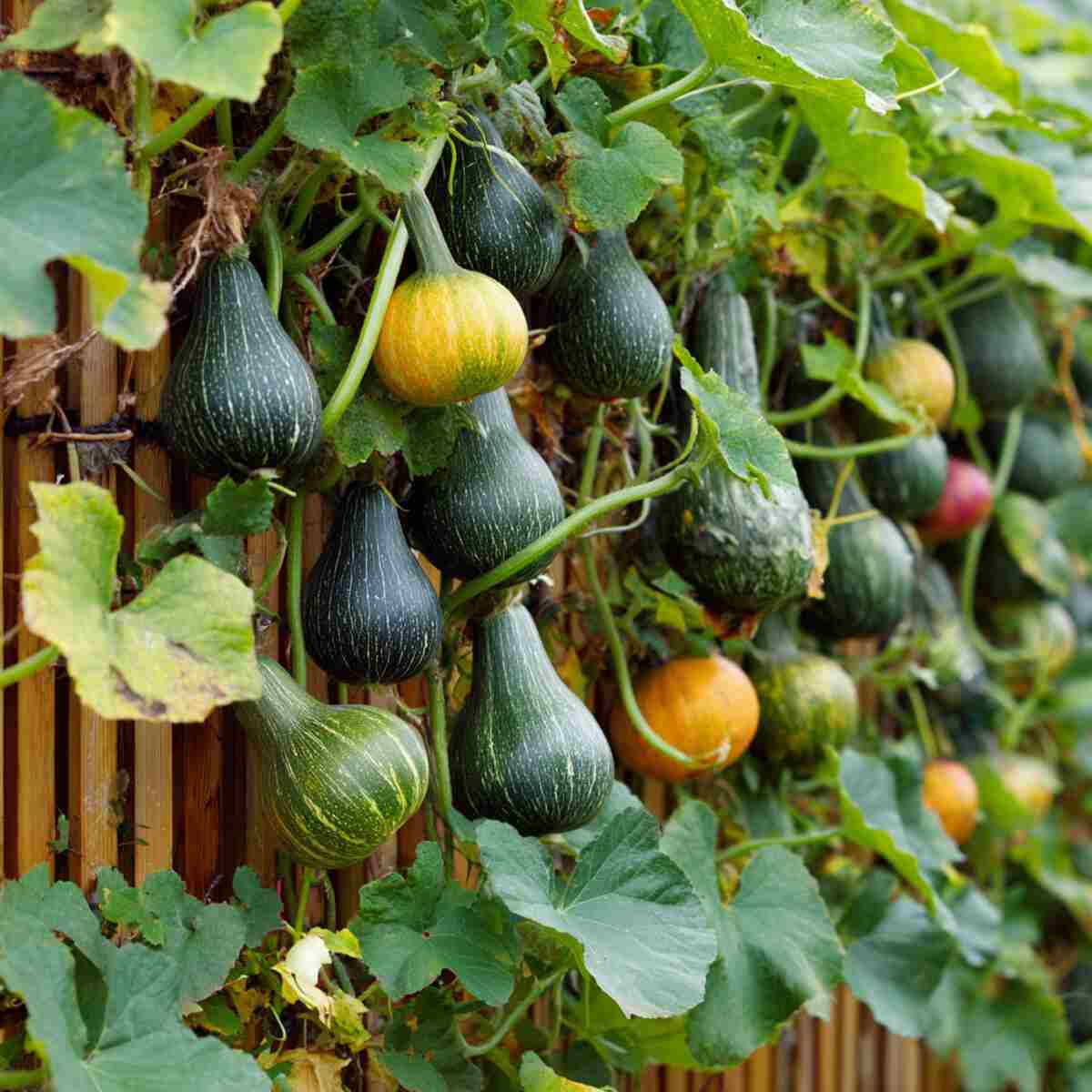 Climbing Squash