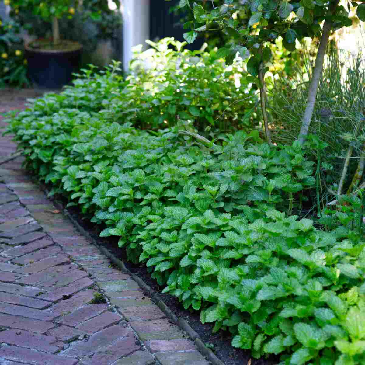 Lemon Balm Line