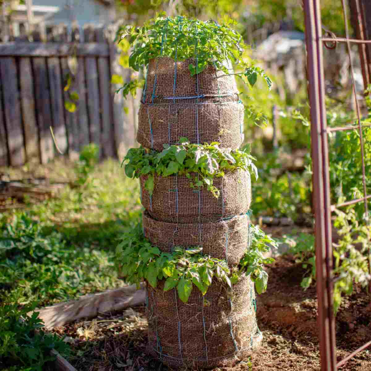 Tomato Cage Tower