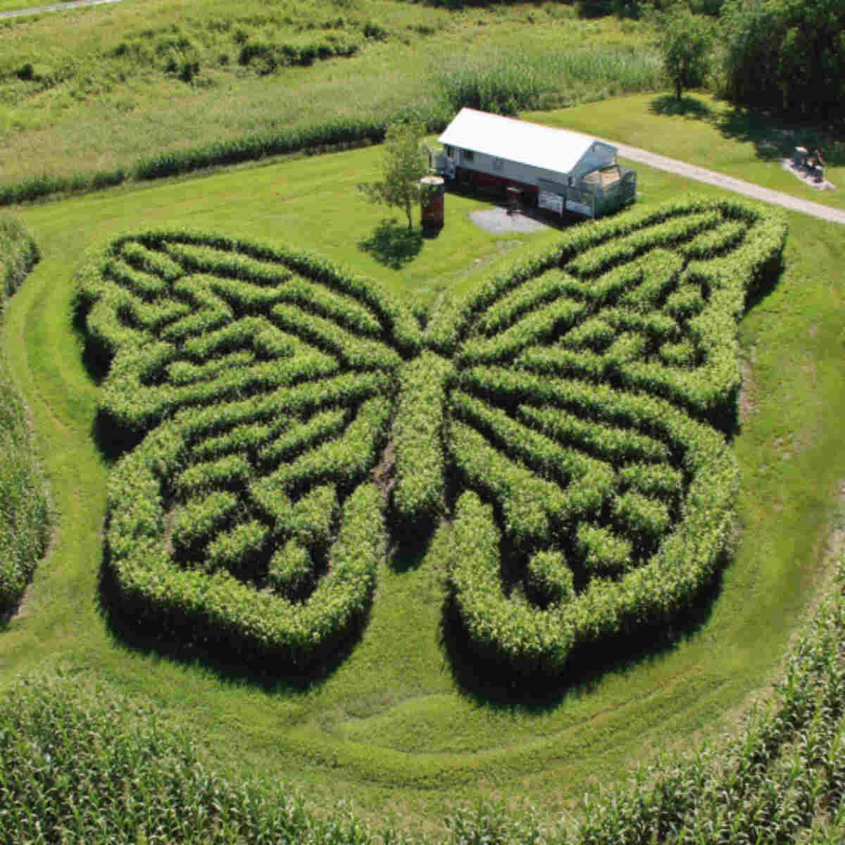 Animal-Shaped Maze (e.g., Butterfly or Snail)