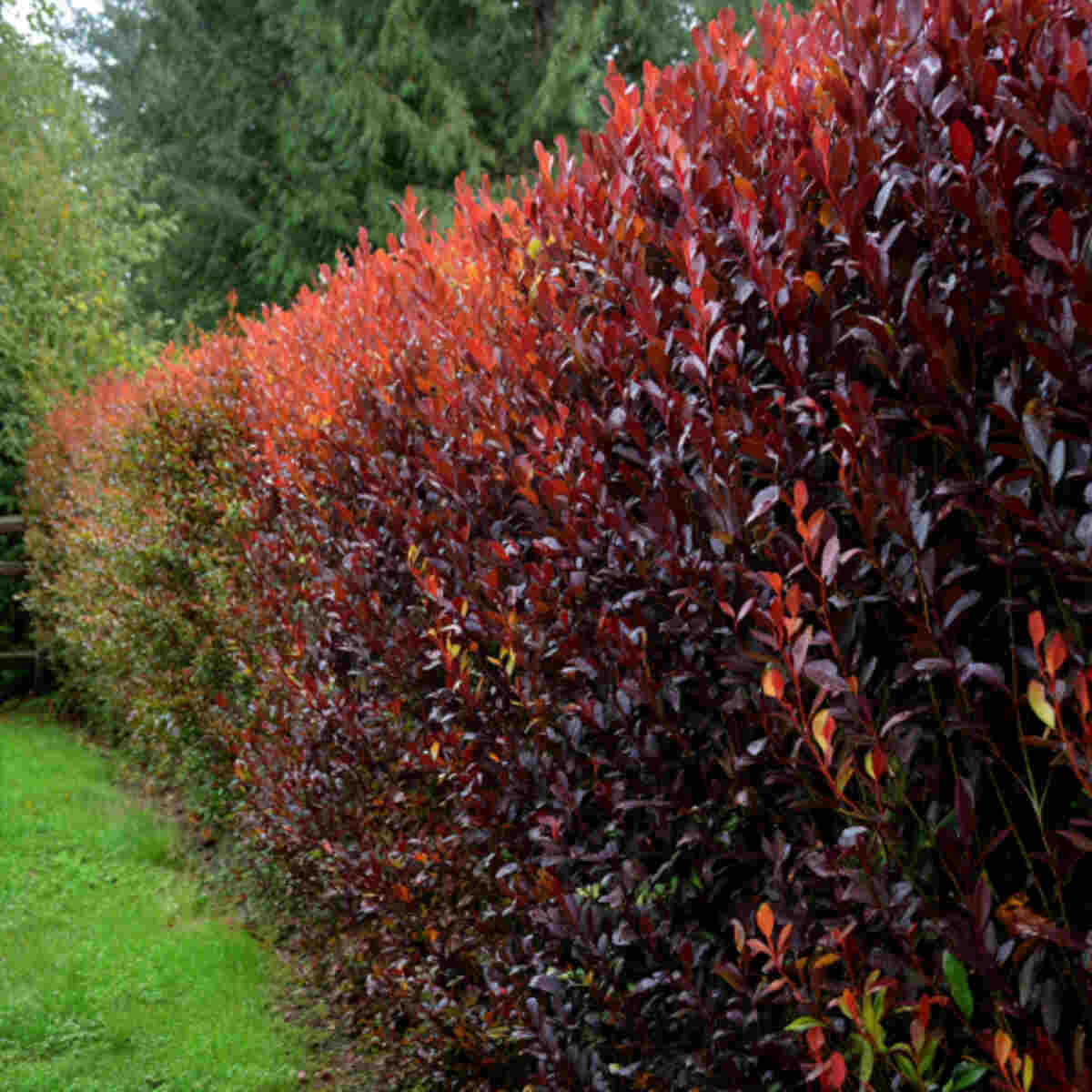 Backyard Dye Plant Hedge