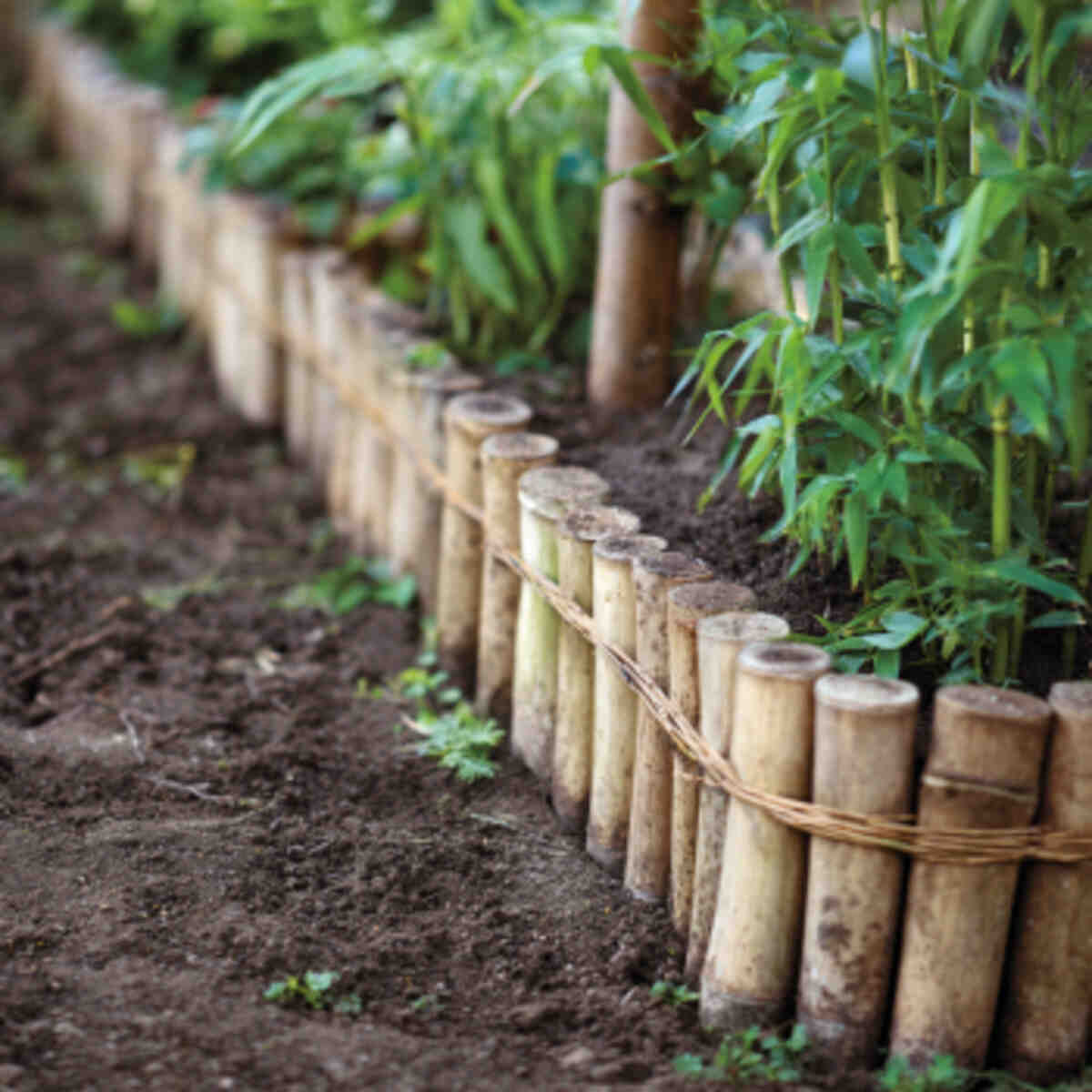 Bamboo Edging for Garden Borders