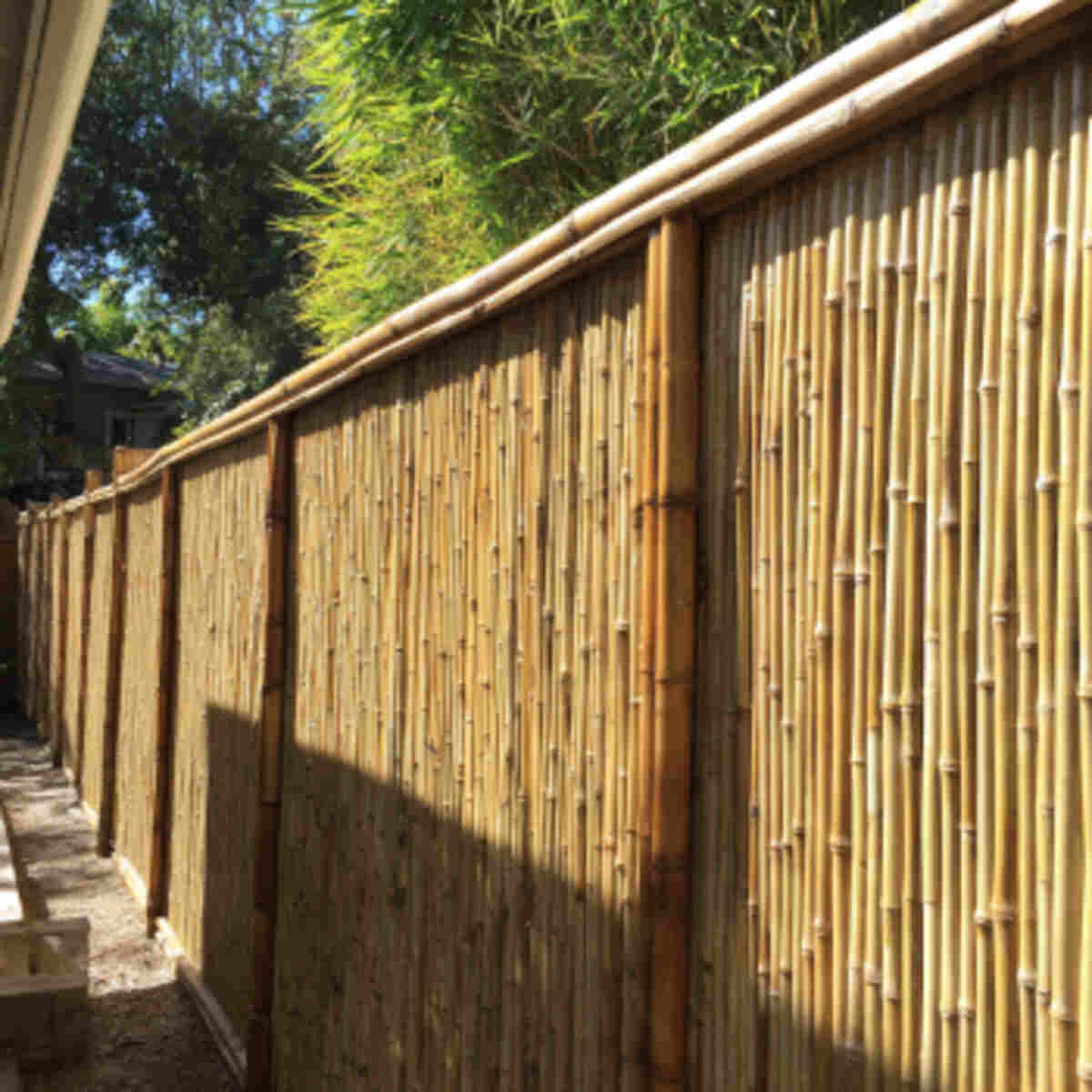 Bamboo Fencing for Privacy