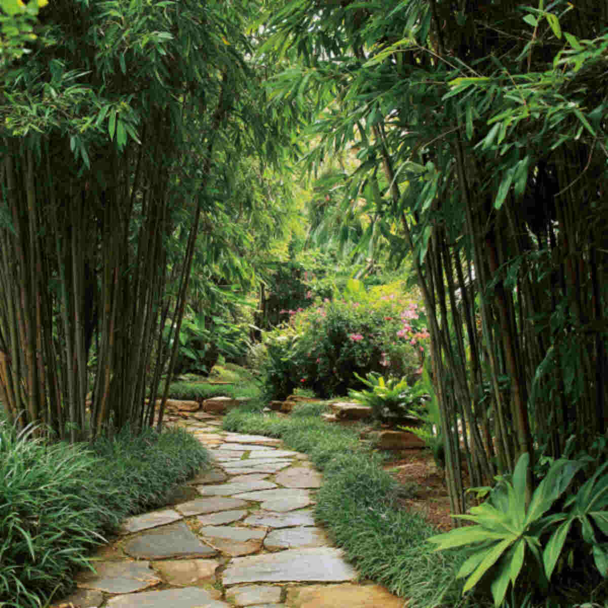 Bamboo Garden Pathways or Stepping Borders
