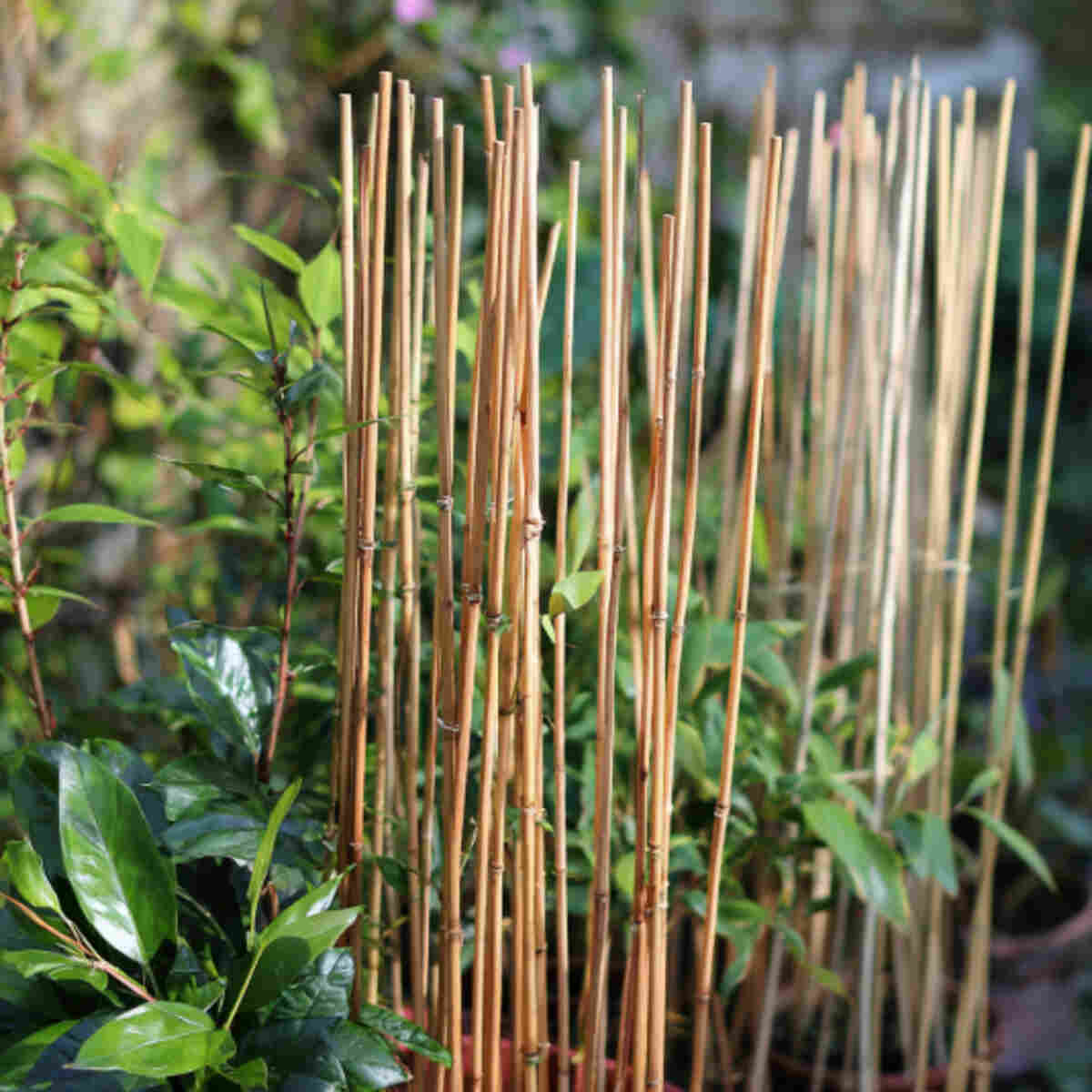 Bamboo Plant Supports and Stakes