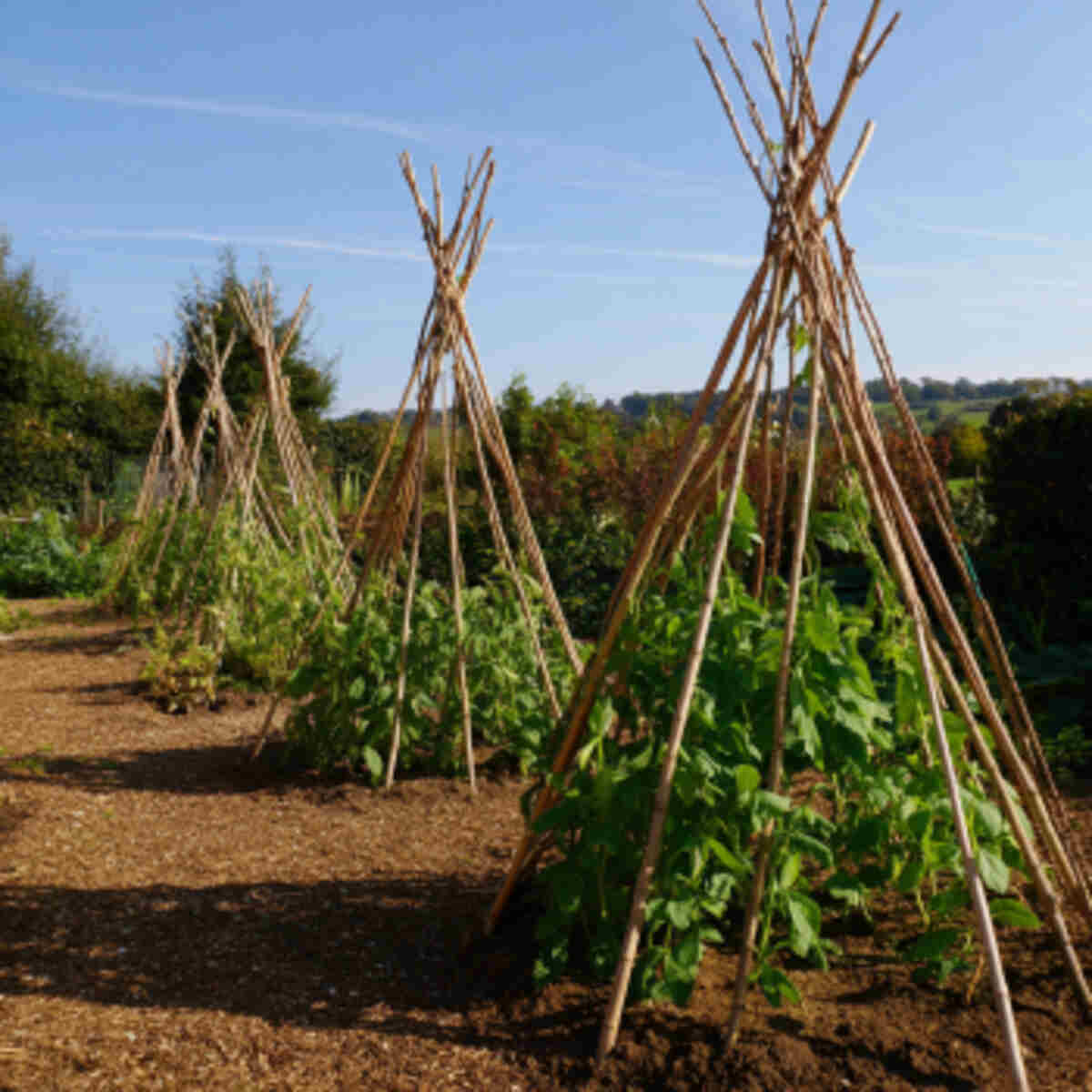 Bamboo Teepees for Beans and Peas
