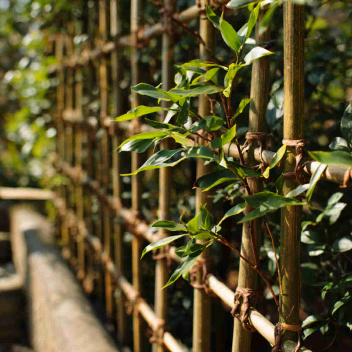 Bamboo Trellises for Climbing Plants