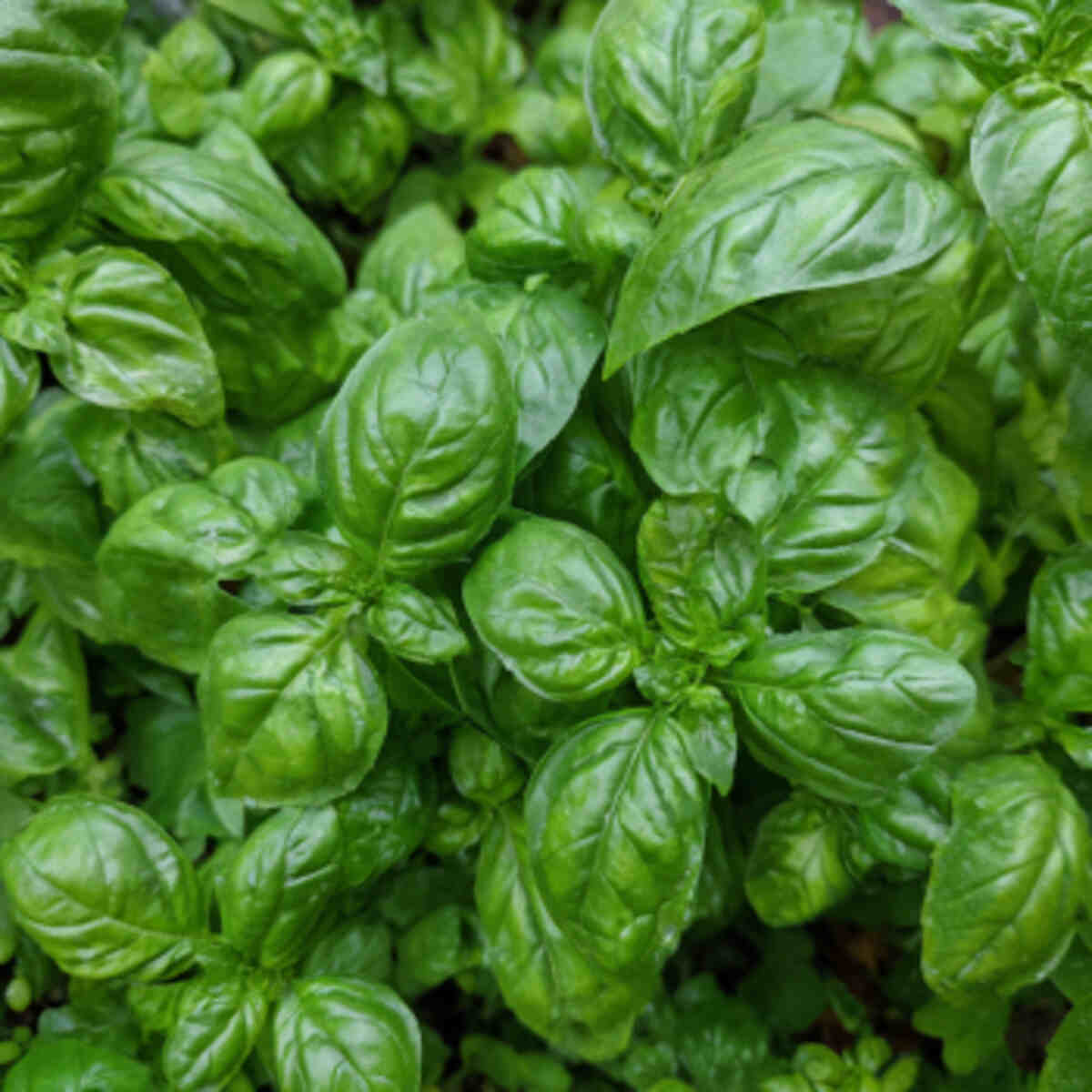 Basil Patch