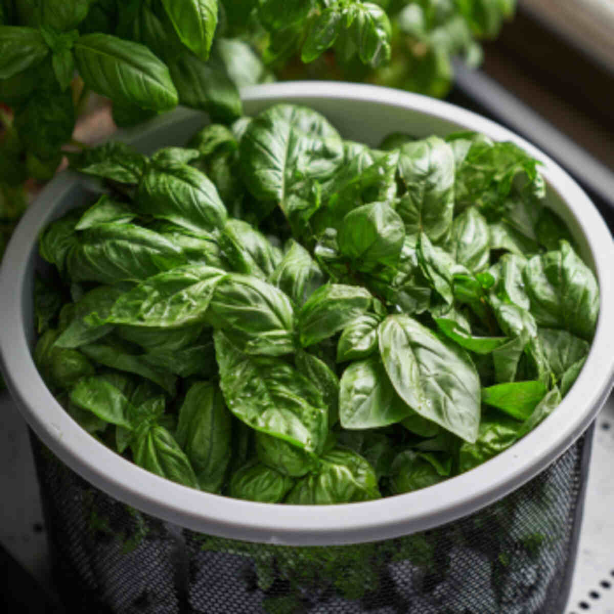 Basil
