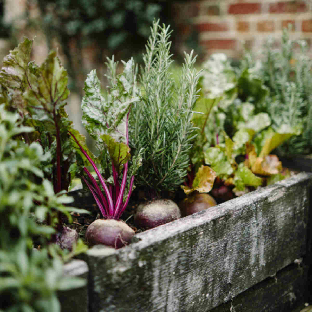 Beetroot and Rosemary Trough