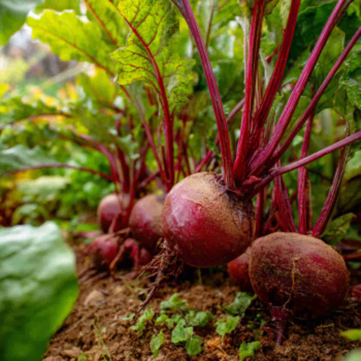 Beets