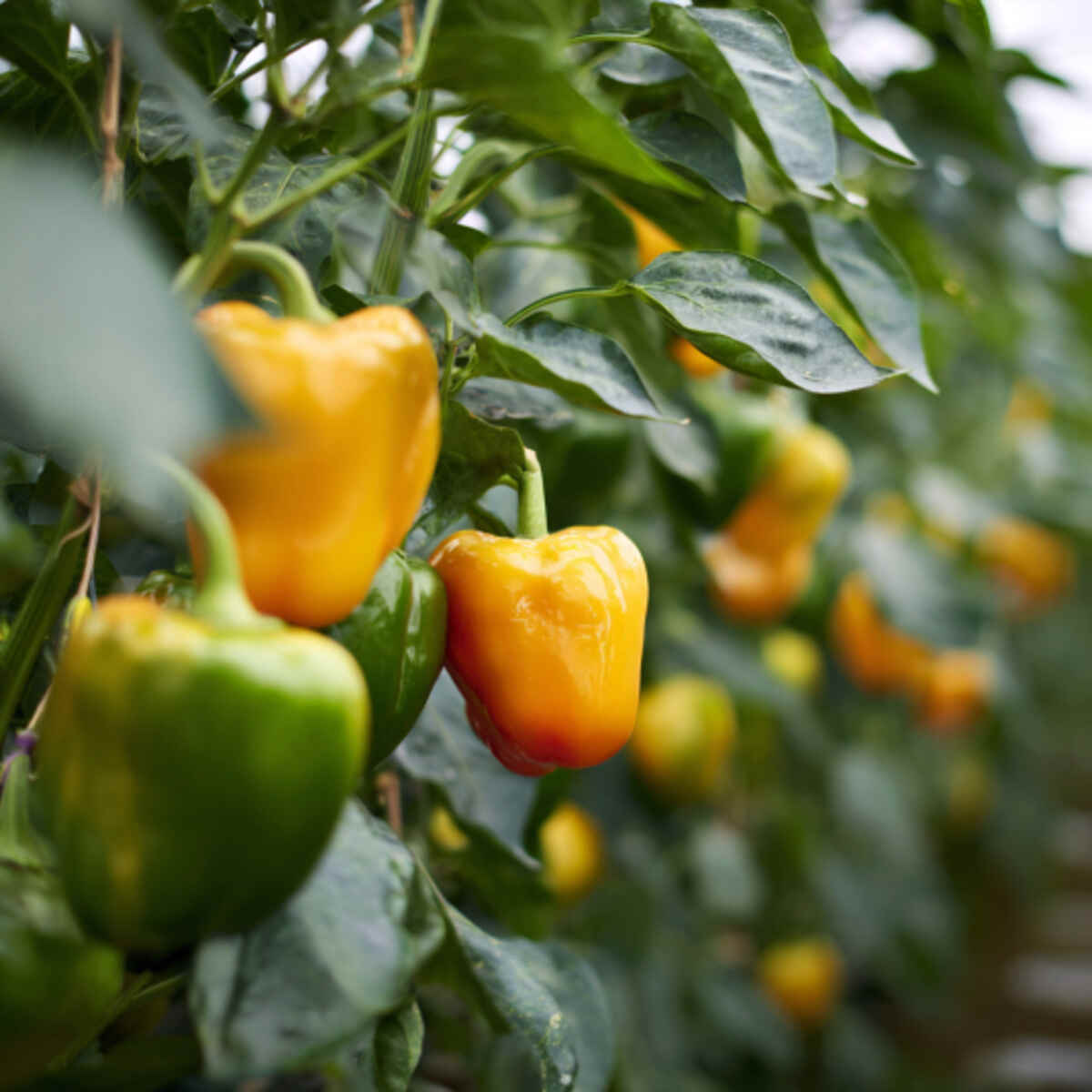 Bell Pepper Corner