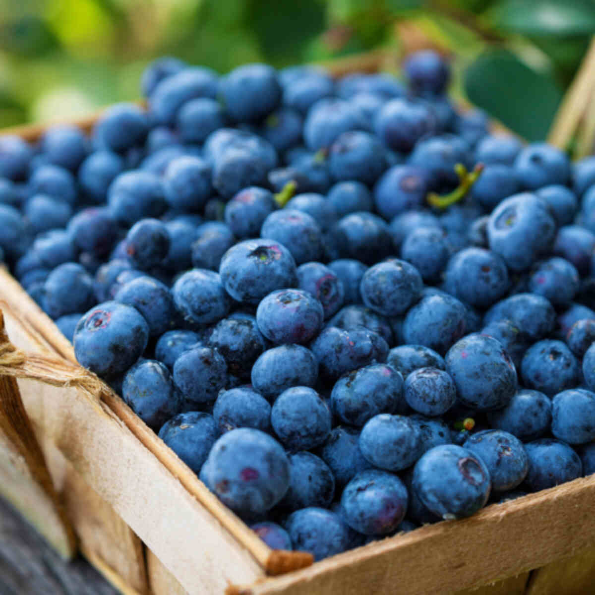 Blueberries