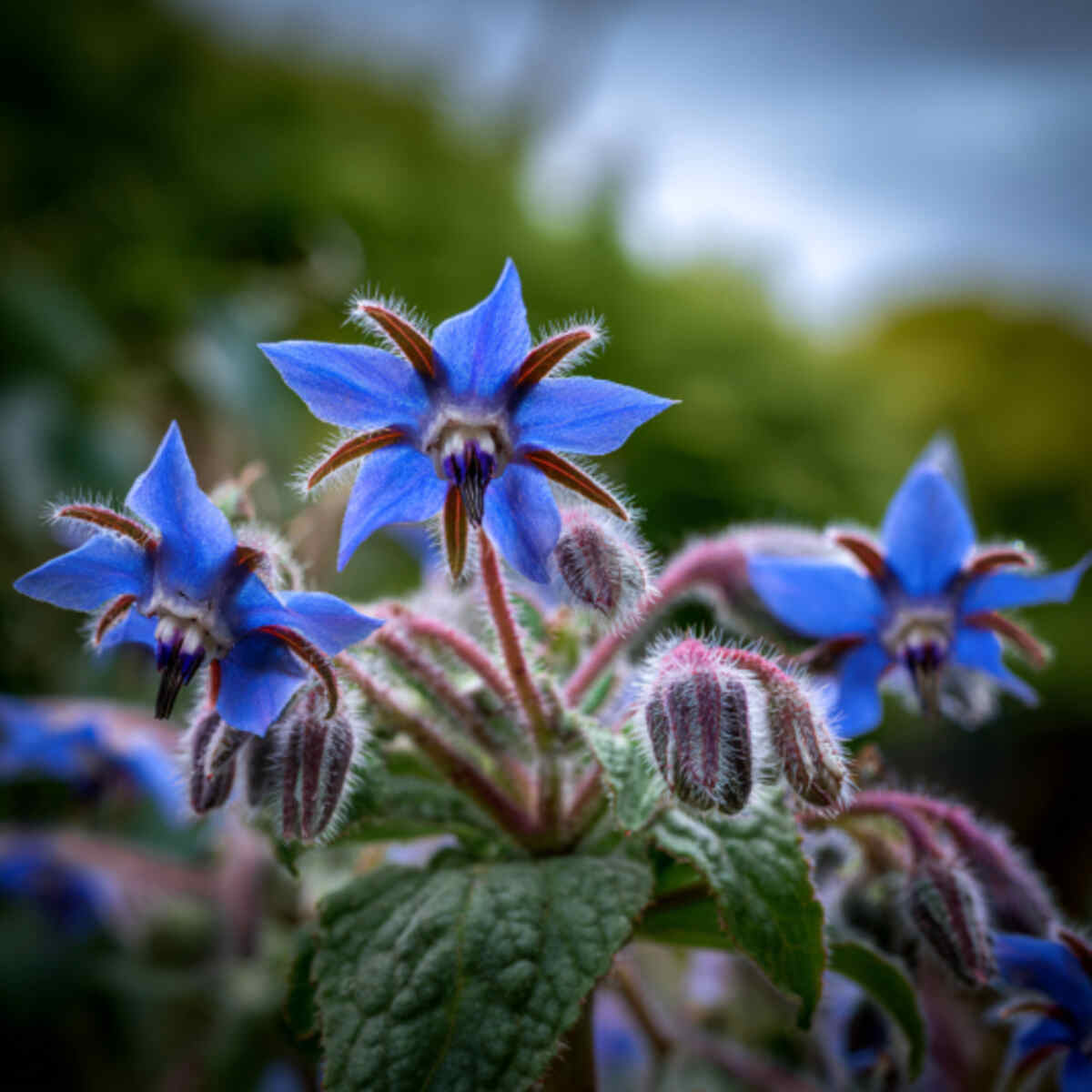 Borage Blossom Cake