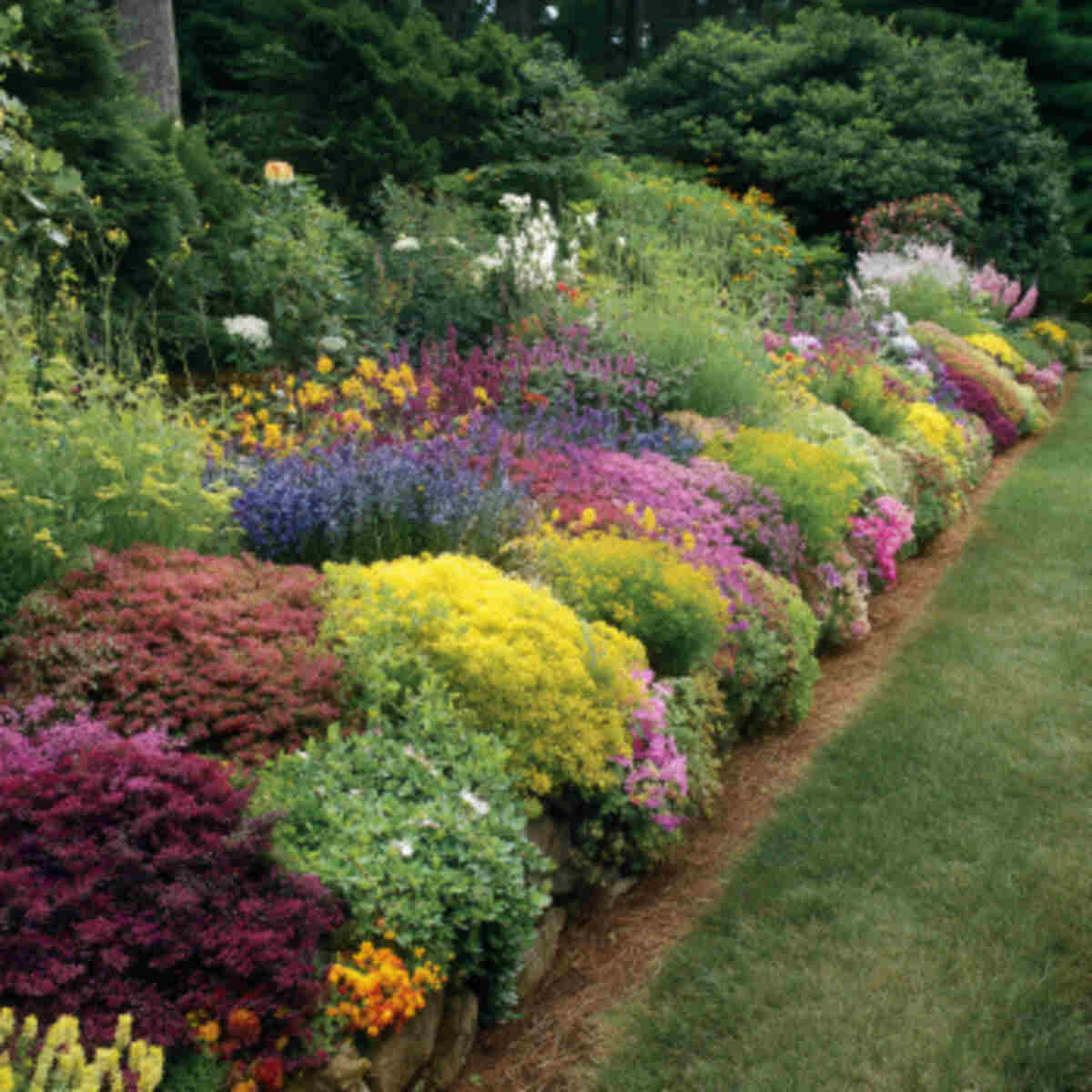 Border Garden with Colorful Dye Flowers