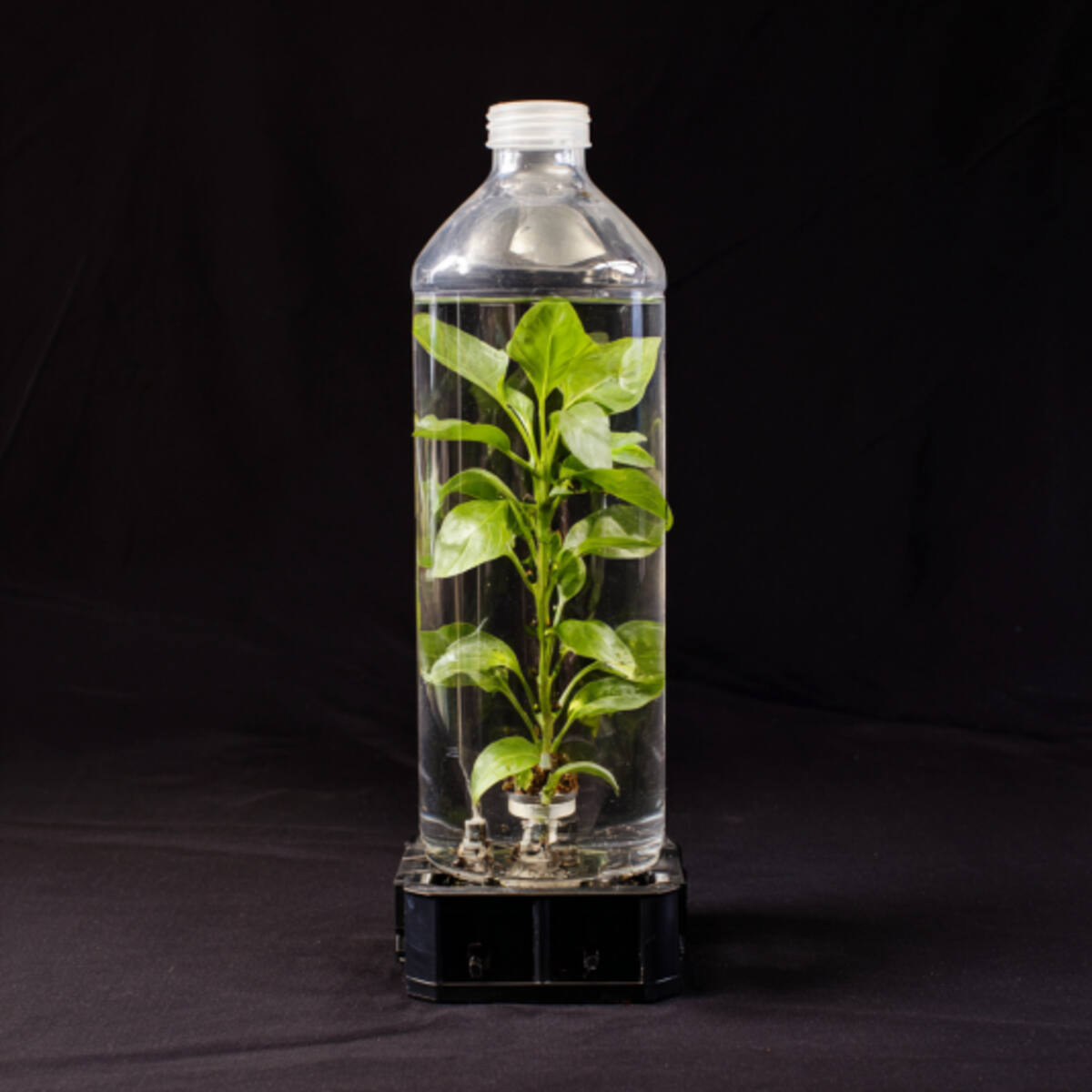 Bottle-Aquaponic Hybrid Unit