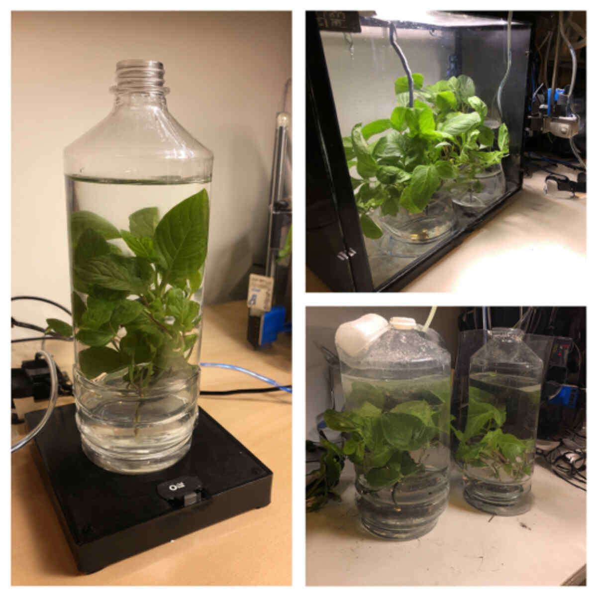 Bottle Kratky Method Setup