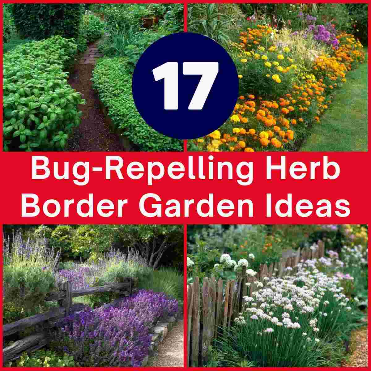 Bug-Repelling Herb Border Garden Ideas