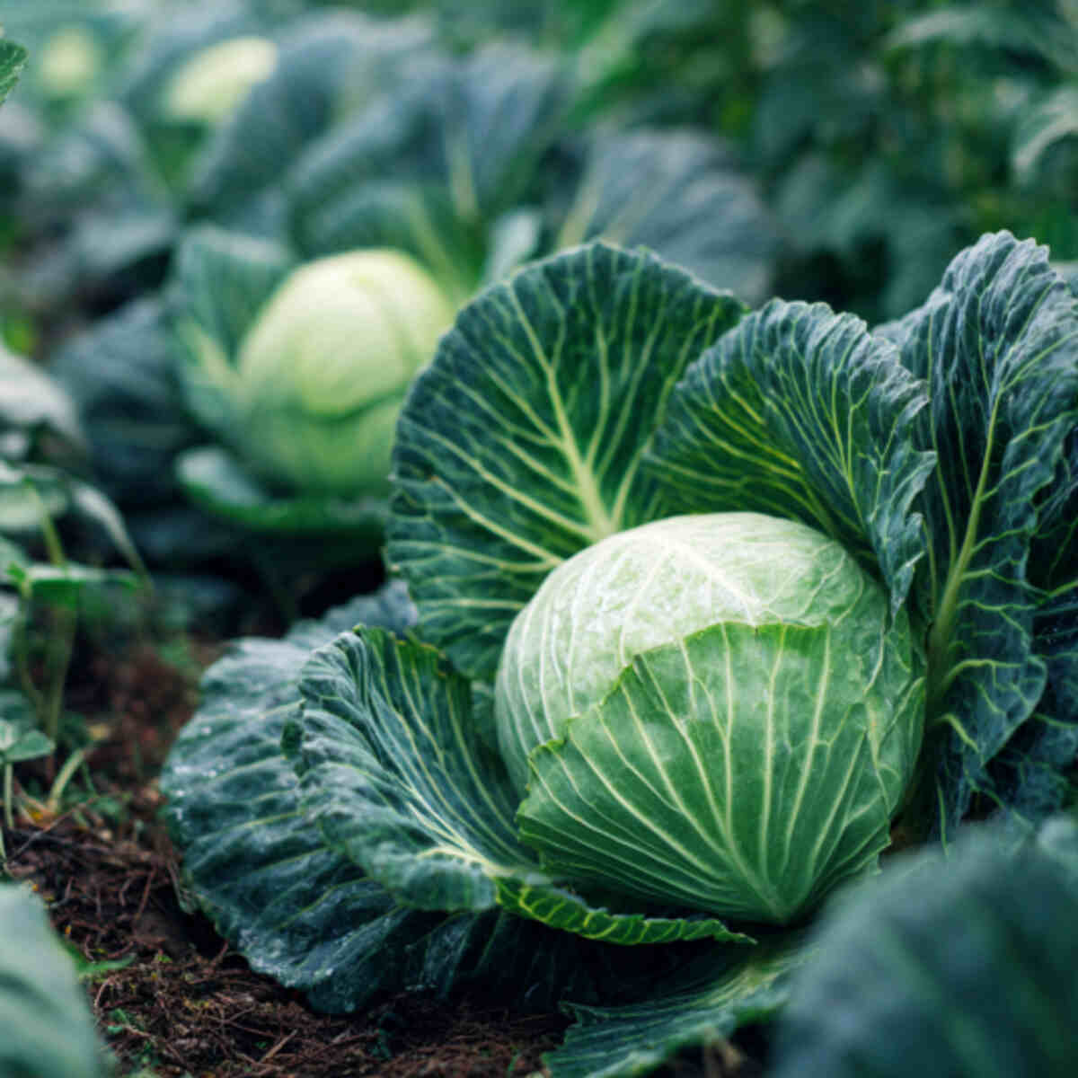 Cabbage