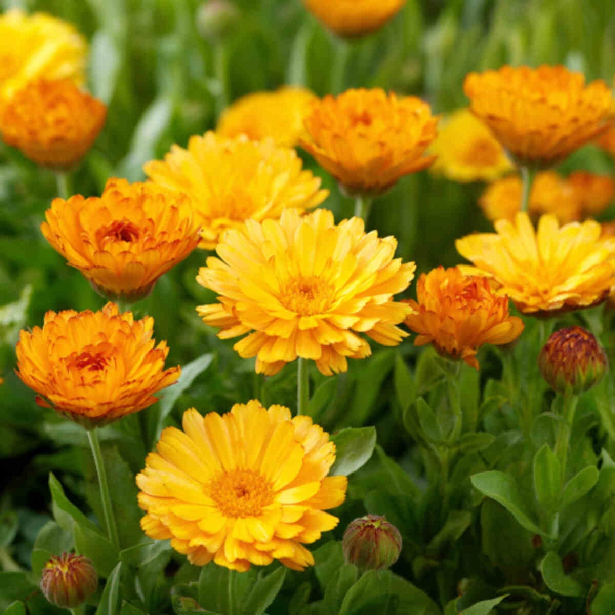 Calendula Petal Crown Cake