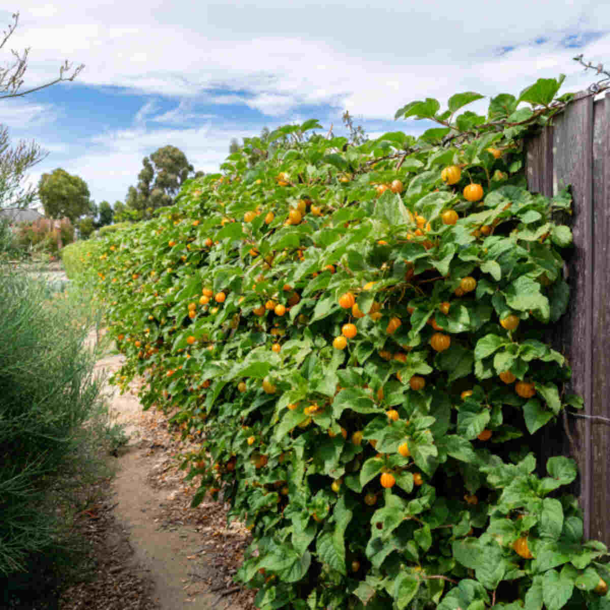 Cape Gooseberry Hedge