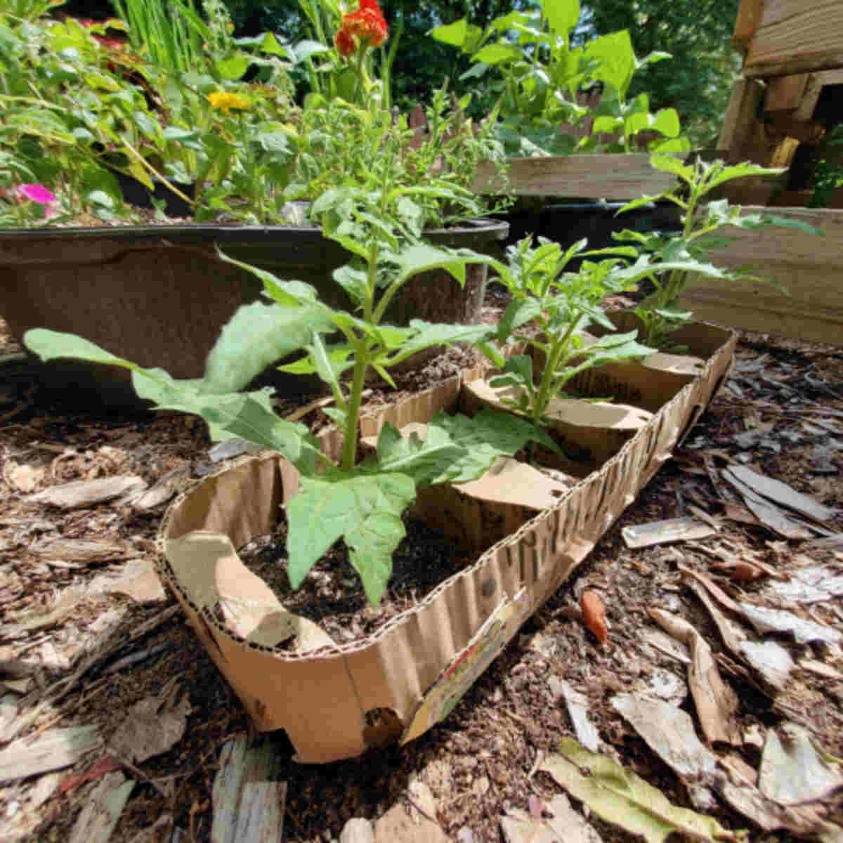 Cardboard Lasagna Gardening
