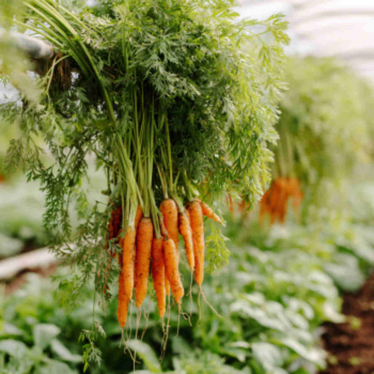 Carrots