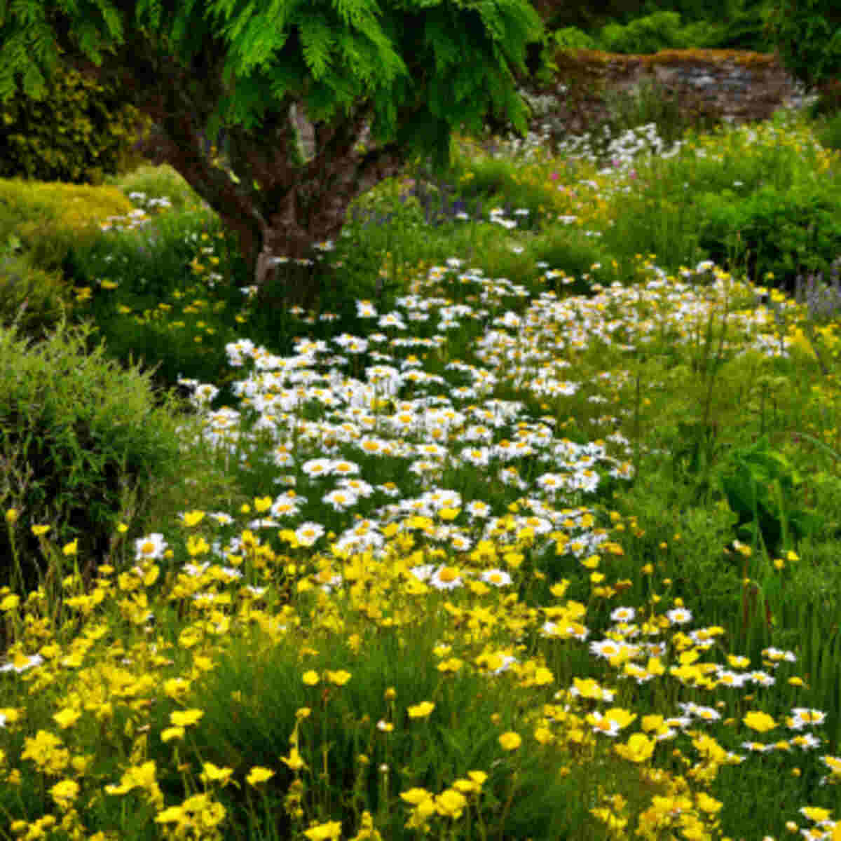 Chamomile Meadow Cake