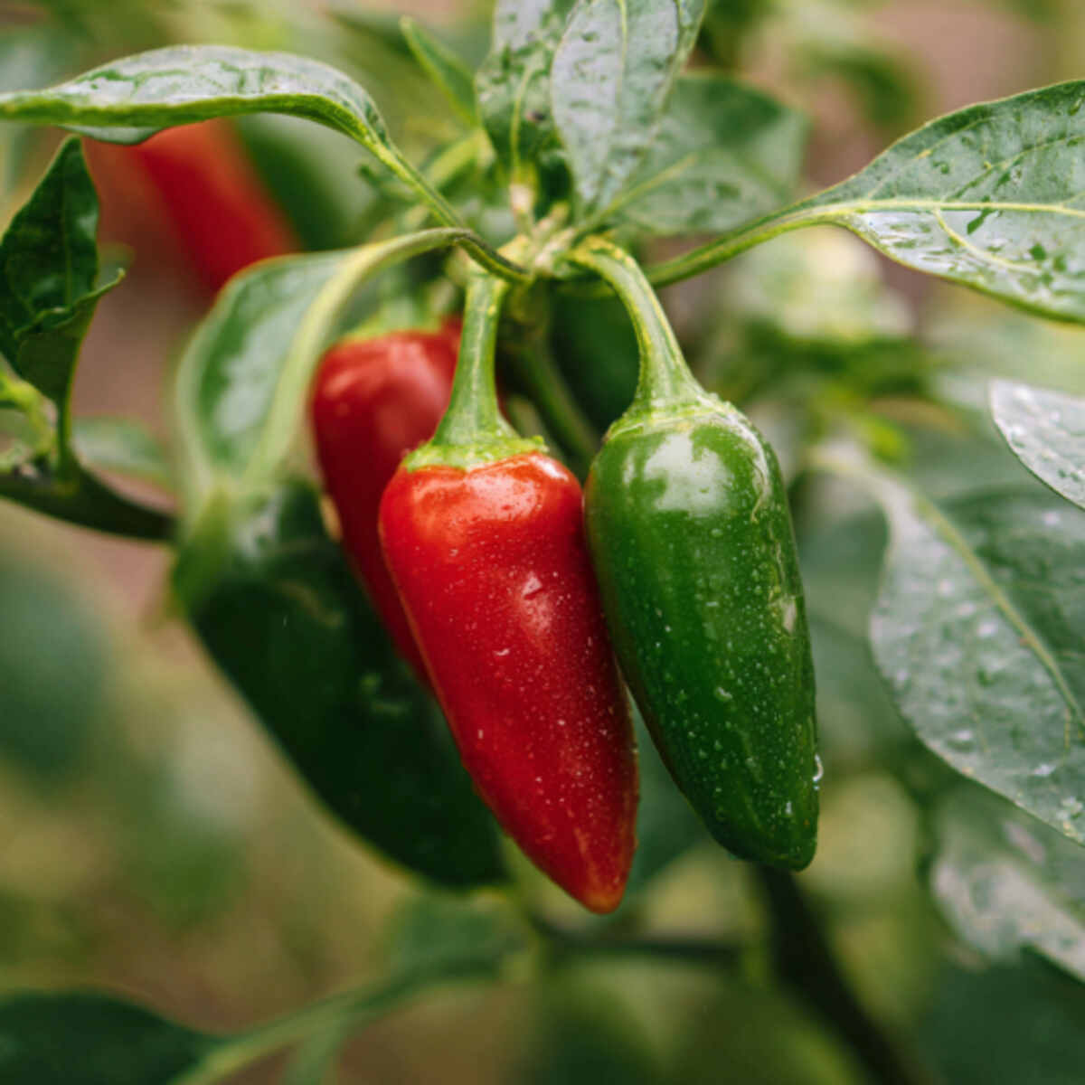 Chili Pepper Spot