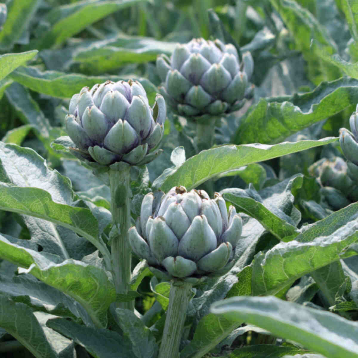 Chinese Artichoke (Crosne) Row